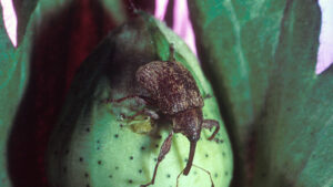 Boll Weevil