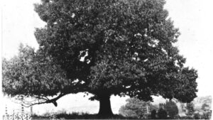 American Chestnut