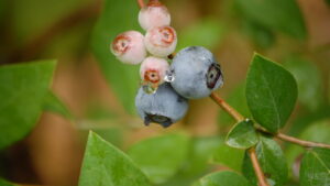 Blueberries and Strawberries