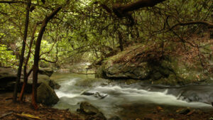 Environmental History of Georgia Mountains