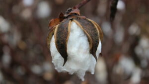 Cotton