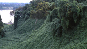 Kudzu