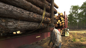 Forest Removal in the Georgia Mountains