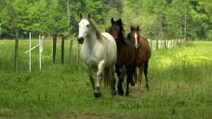 Horses