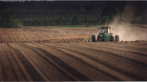 Genetics of Peanuts